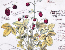 Os modelos botânicos museológicos na concretização das aprendizagens essenciais