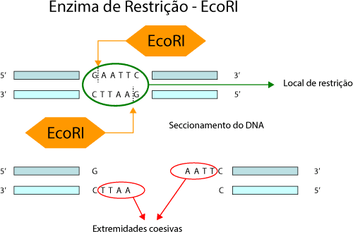 Figura 1. Esquema de funcionamento da enzima de restrição EcoRI.