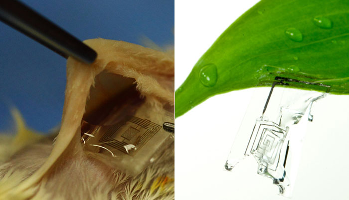 Figura 2. Circuitos eletrónicos integrados sob a pele de um rato (esquerda) e de uma planta (direita).(Imagem à esquerda: Beckman Institute, University of Illinois and Tufts University)