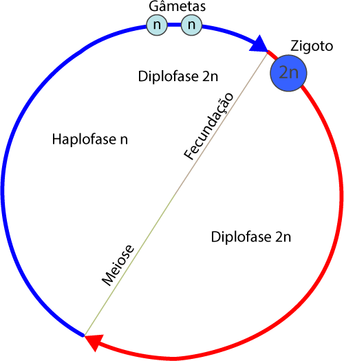 Figura 3. Ciclo de Vida Haplodiplonte