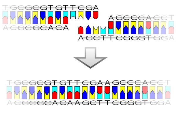 Figura 2. Esquema do emparelhamento entre duas extremidades coesivas sob a ação da ligase do DNA 