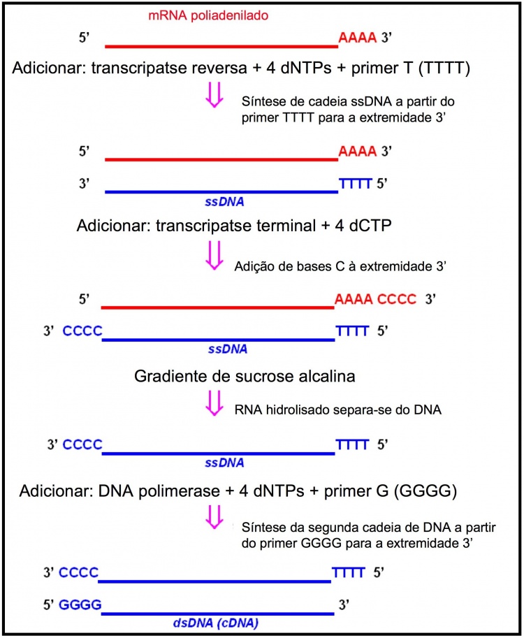 Figura 1. Síntese de cDNA