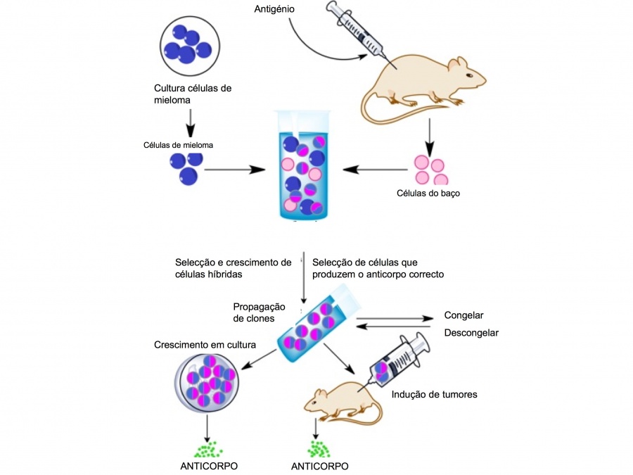 Figura 1. Produção de anticorpos monoclonais