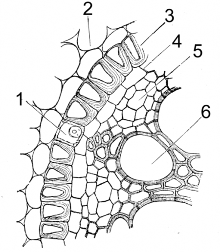 Figura 3. Anatomia da raiz primária de Iris florentina – monocotiledónea