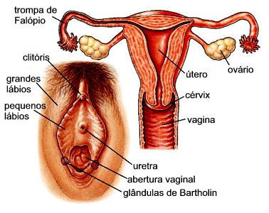 Esquema do aparelho reprodutor feminino (Retirado de www.simbiotica.org)