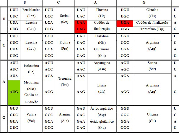 Tabela de codões e respetivos aminoácidos do código genético.