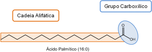 Figura 1. Estrutura química do ácido pálmitico, onde se pode ver as duas regiões que constituem os ácidos gordos: grupo carbóxílico e cauda alifática.
