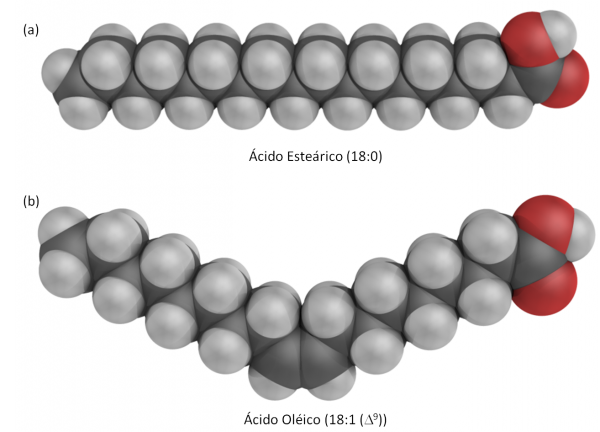 Figura 2. (a) Estrutura do ácido esteárico (ácido gordo saturado). (b) Estrutura do ácido oléico (ácido gordo insaturado). Nesta figura podemos ver que, enquanto os ácidos gordos saturados pussuem uma conformação linear, os insaturados apresentam uma torção na cadeia alifática, não sendo por isso lineares.