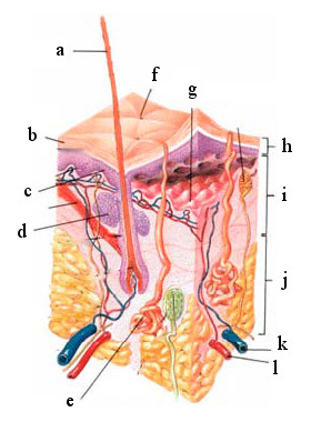 Figura 1. Esquema da pele humana — a. pêlo; b. camada córnea; c. músc. eretor do pêlo; d. glândula sebácea; e. glândula sudorípara; f. poro;
            g. papílas dérmicas; h. epiderme; i. derme; j. hipoderme; k. veia; l. artéria.