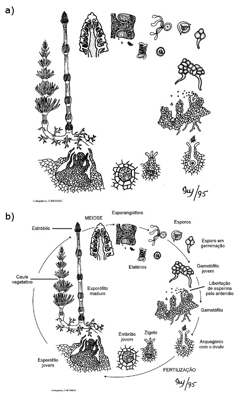 Figura 5. Ilustração do ciclo de vida da cavalinha