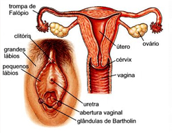 Morfologia do aparelho reprodutor feminino