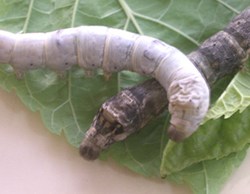 A criação de bichos da seda como projeto pedagógico de investigação