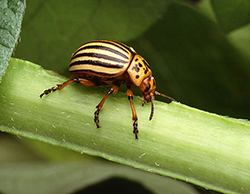 Escaravelho-da-batateira