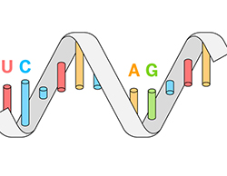 ARN na origem da vida
