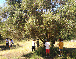 Uma coleção de oliveiras em Oeiras