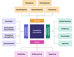 Plantas medicinais