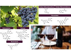 A uva, o vinho e a saúde