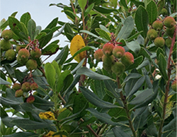 Medronheiro e os serviços dos ecossistemas