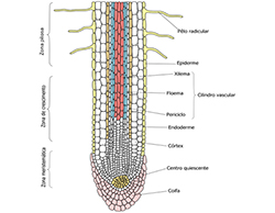 Anatomia radicular