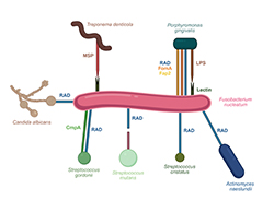 Bactérias contra bactérias