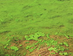 A problemática das cianotoxinas nos ecossistemas aquáticos