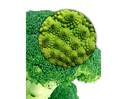 Biologia e Matemática