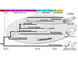 Breve guia de Paleontologia urbana