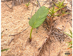 Estratégias adaptativas das plantas costeiras