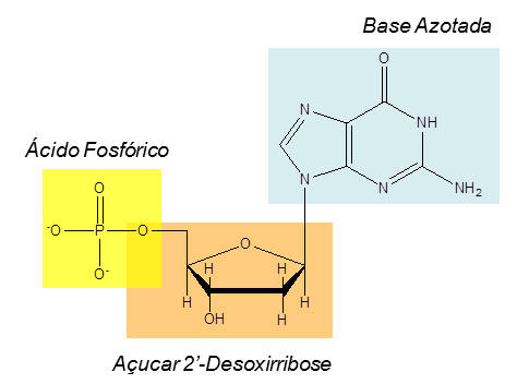 Figura 1. Estrutura de um nucleótido do ADN ilustrando os seus três elementos constituintes