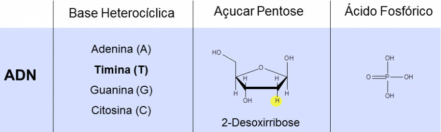 Figura 2. Esquema ilustrativo dos elementos constituintes dos vários nucleótidos presentes no ADN
