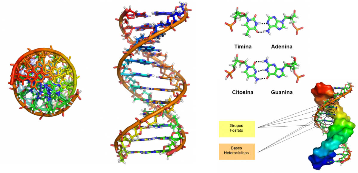 Figura 3. Estrutura em Dupla hélice da molécula da DNA, ilustrando o tipo de emparelhamento e a disposição espacial dos grupos fosfato e bases