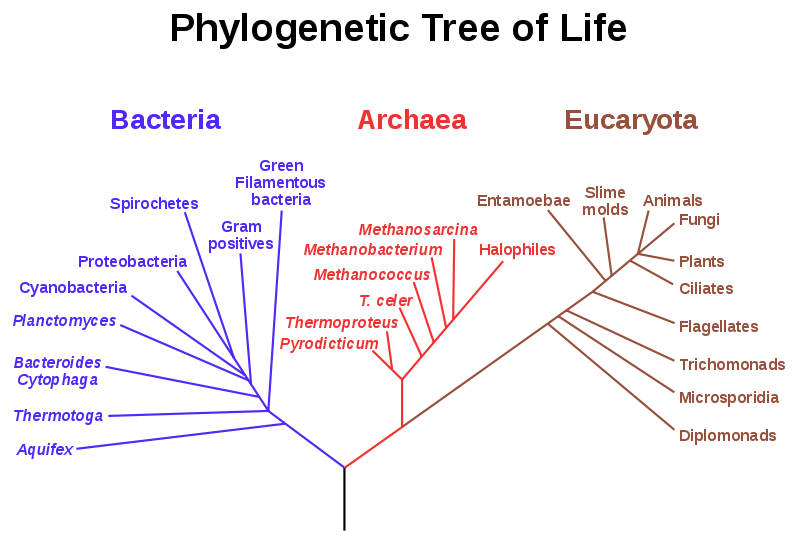 b. árvore filogenética baseada em Woese et al. 1990