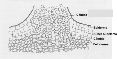 Figura 1. Esquema dum poro num caule de Sambucus nigra. Retirado de Fahn (1974), fig. 181, pag. 405
