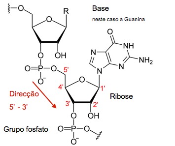 Figura 1. Estrutura química da molécula de RNA