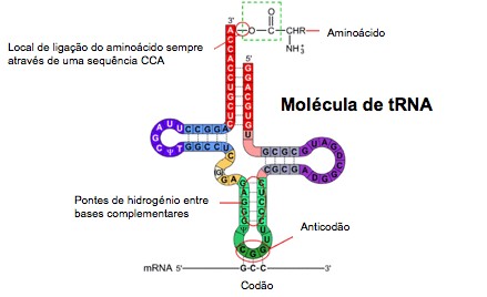 Figura 2. Estrutura do tRNA