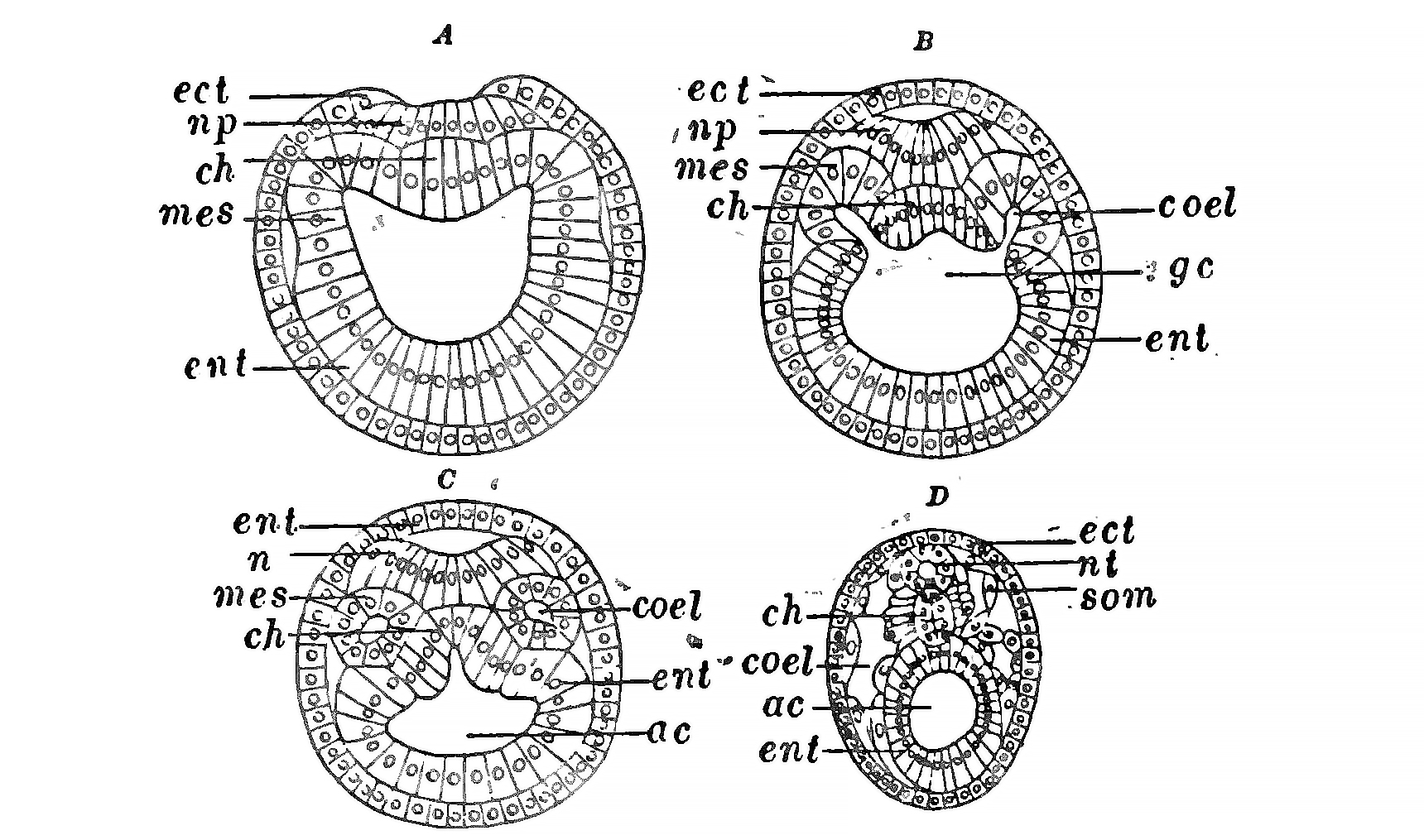 Esquema do corte transversal da larva de anfioxo nos sucesssivos estádios de desenvolvimento.