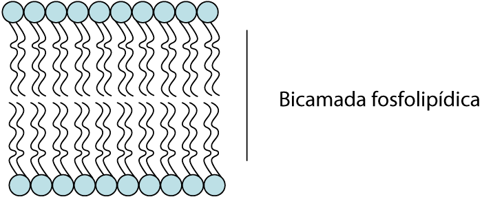 Figura 1. Modelo da bicamada fosfolipídica.