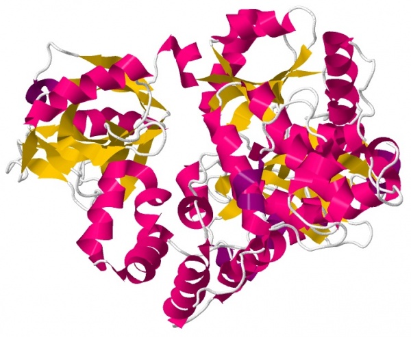 Figura 1. Estrutura da enzima ligase do DNA 