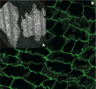 Figura 1. Comparação entre a imagem das células da cortiça de Robert Hooke de 1665 (A) e de uma imagem de microscopia confocal a laser. (Retirado de Moreno et al. 2006).