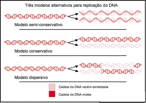 Figura 1. Modelos explicativos do processo de replicação do DNA