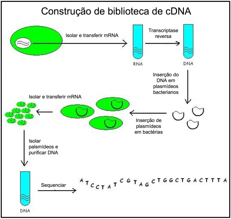 Figura 2. Construção de uma biblioteca de cDNA