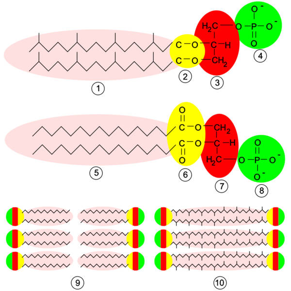 Figura 1. Lipídos membranares dos domínios Eubacteria, Eukarya e Archaea.