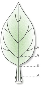 Figura 2. Diagrama de uma folha. a. Limbo, b. Nervuras secundárias, c. Pecíolo d. Baínha
Num corte transversal da folha pode-se identificar: