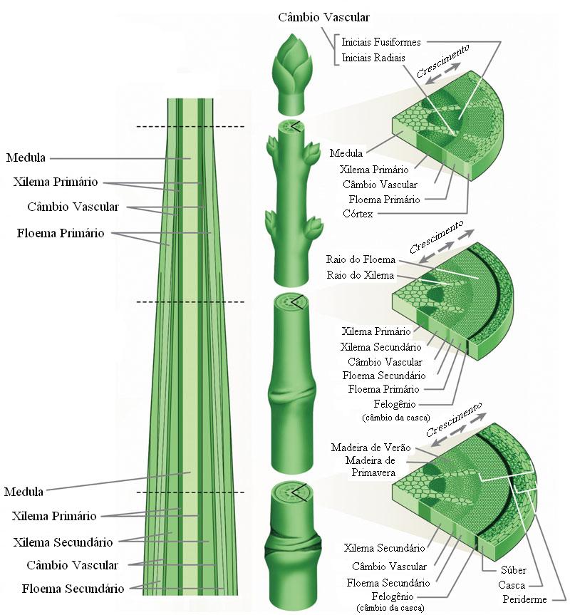 Figura 1. Estrutura do caule