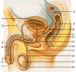 Figura 1. Esquema do aparelho reprodutor masculino 