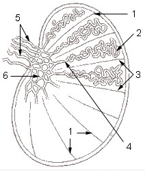 Figura 2. Esquema de corte longitudinal do testículo 