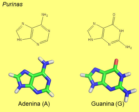 Figura 1. Purinas presentes do ADN e no ARN
