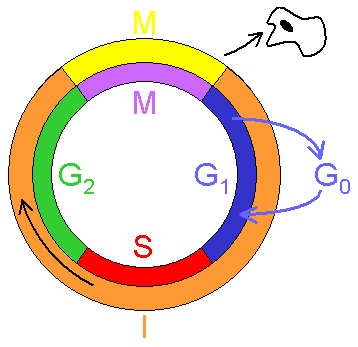 Figura 1. Esquema do ciclo celular
I - interfase; M - mitose. (A duração da fase mitótica em relação às outras fases encontra-se exagerada.)