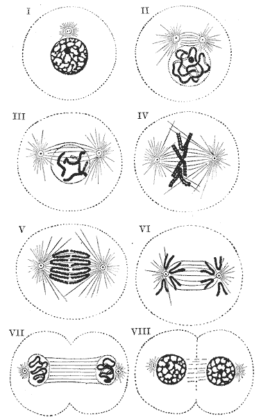 Figura 2. Fases da mitose
I ao III profase; IV metafase; V e VI anafase; VII e VIII telofase.