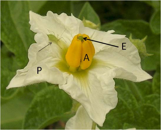 Figura 1. Flor de uma solanácea. P – pétala, A – antera, E – estigma (parte superior do carpelo). Nesta fotografia as sépalas não são visíveis. Um inseto é também visível (seta).